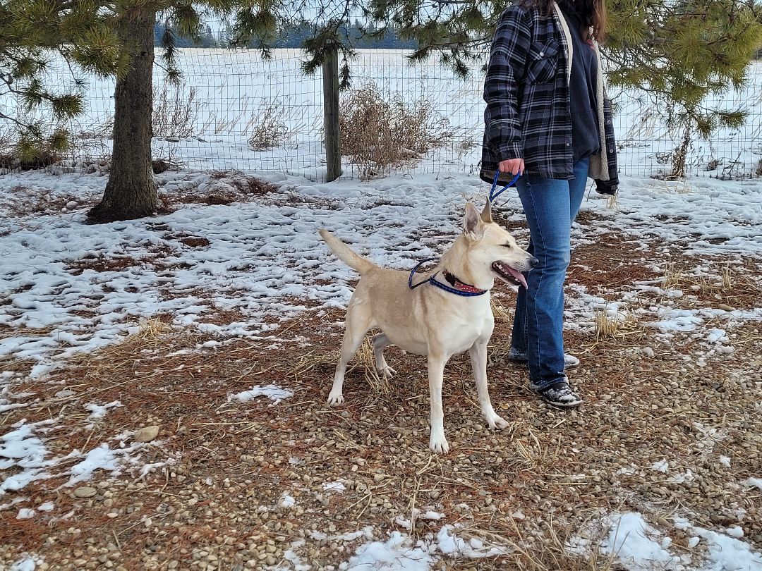 Kirby-Zing, an adoptable Collie in Lacombe, AB, T4L 1X3 | Photo Image 4