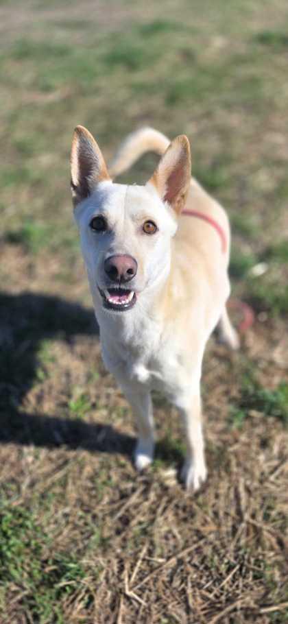 Perry, ADOPTABLE, Adult Male Shepherd.