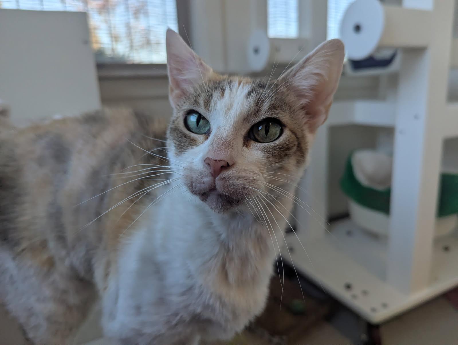 Enlarge TIGER LILY, a Adoptable Domestic Short Hair in Santa Cruz, CA image 1/1