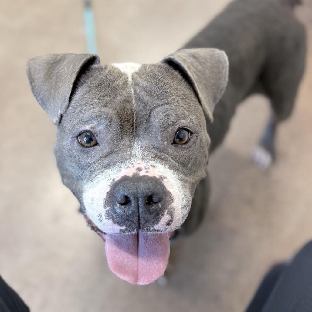 Dimples, a Adoptable American Staffordshire Terrier in Chattanooga, TN image 1/6