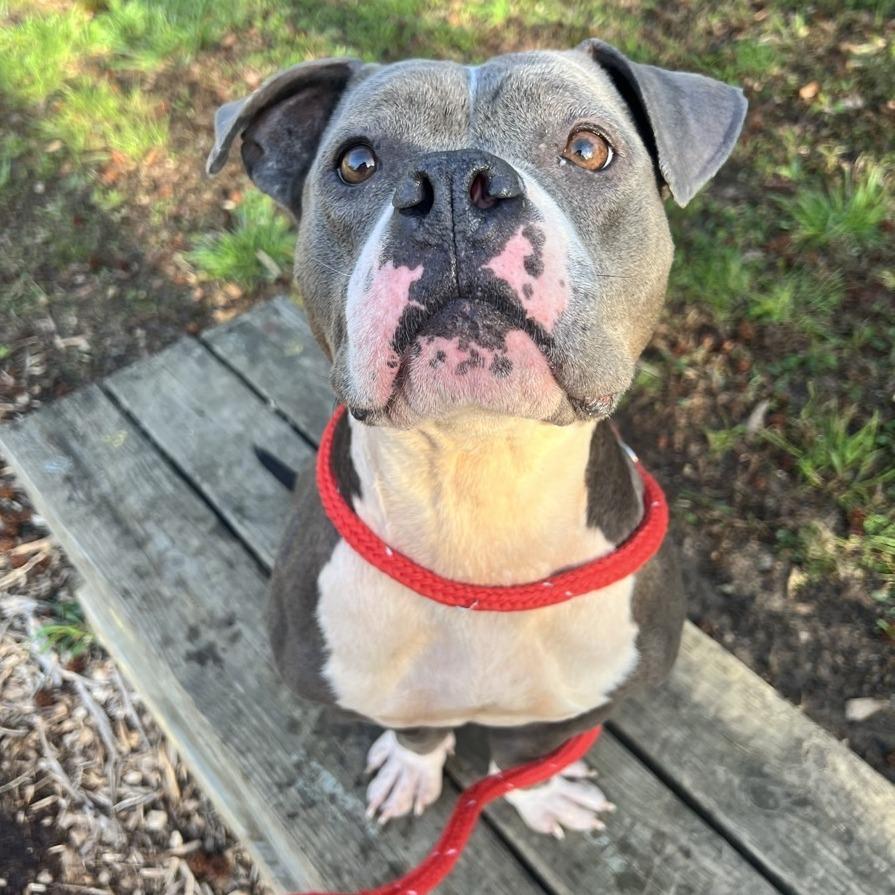 Dimples, a Adoptable American Staffordshire Terrier in Chattanooga, TN image 2/6