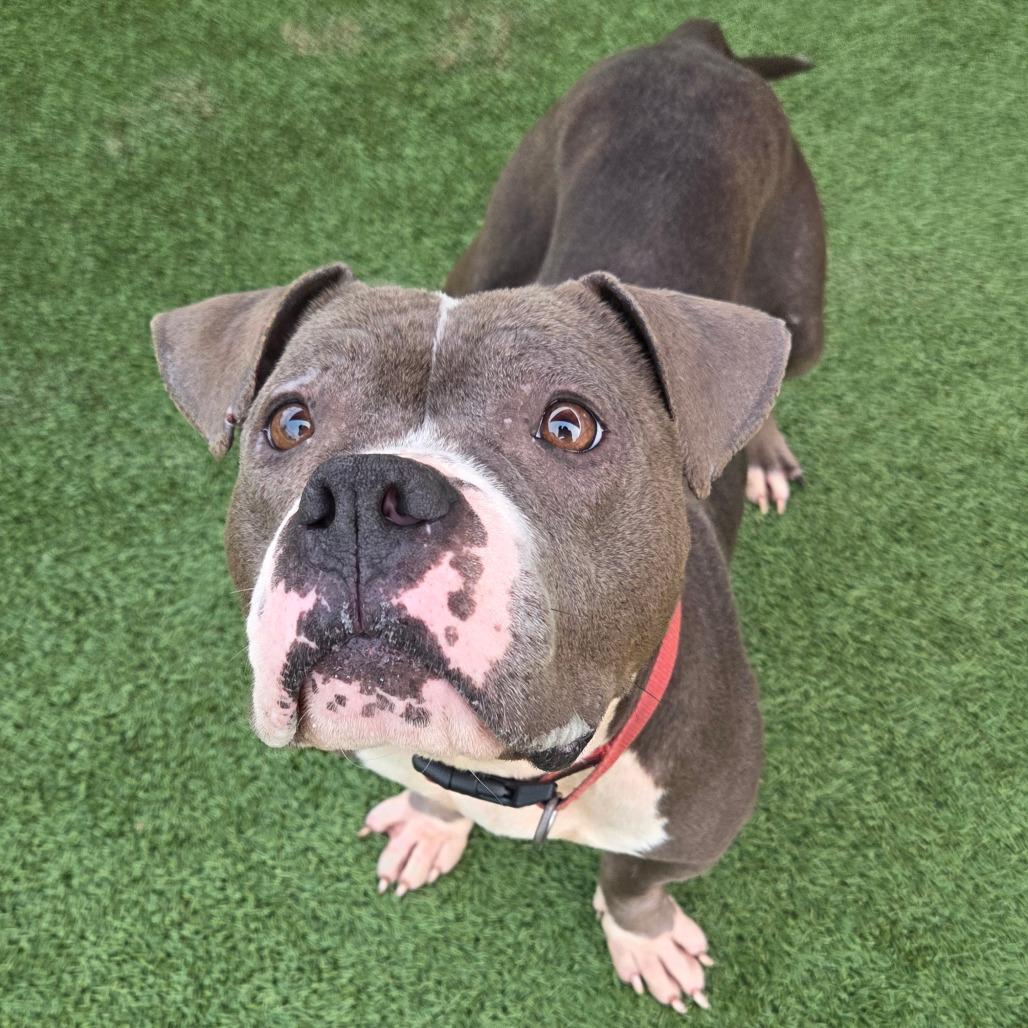Dimples, a Adoptable American Staffordshire Terrier in Chattanooga, TN image 3/6