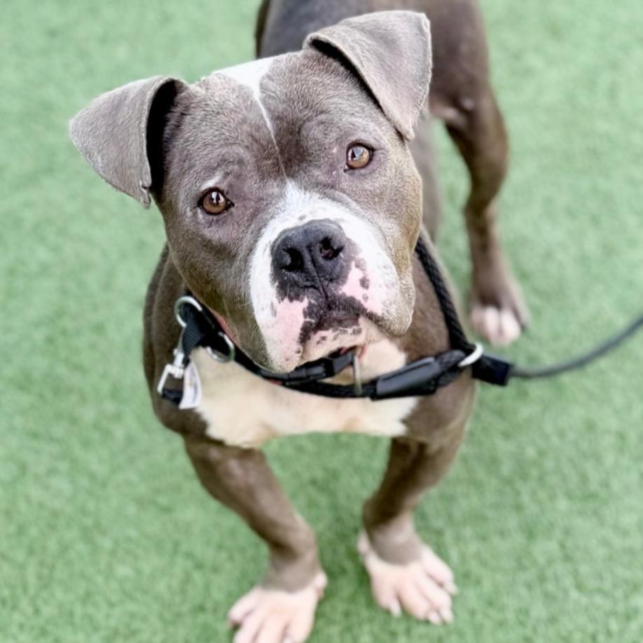 Dimples, a Adoptable American Staffordshire Terrier in Chattanooga, TN image 4/6