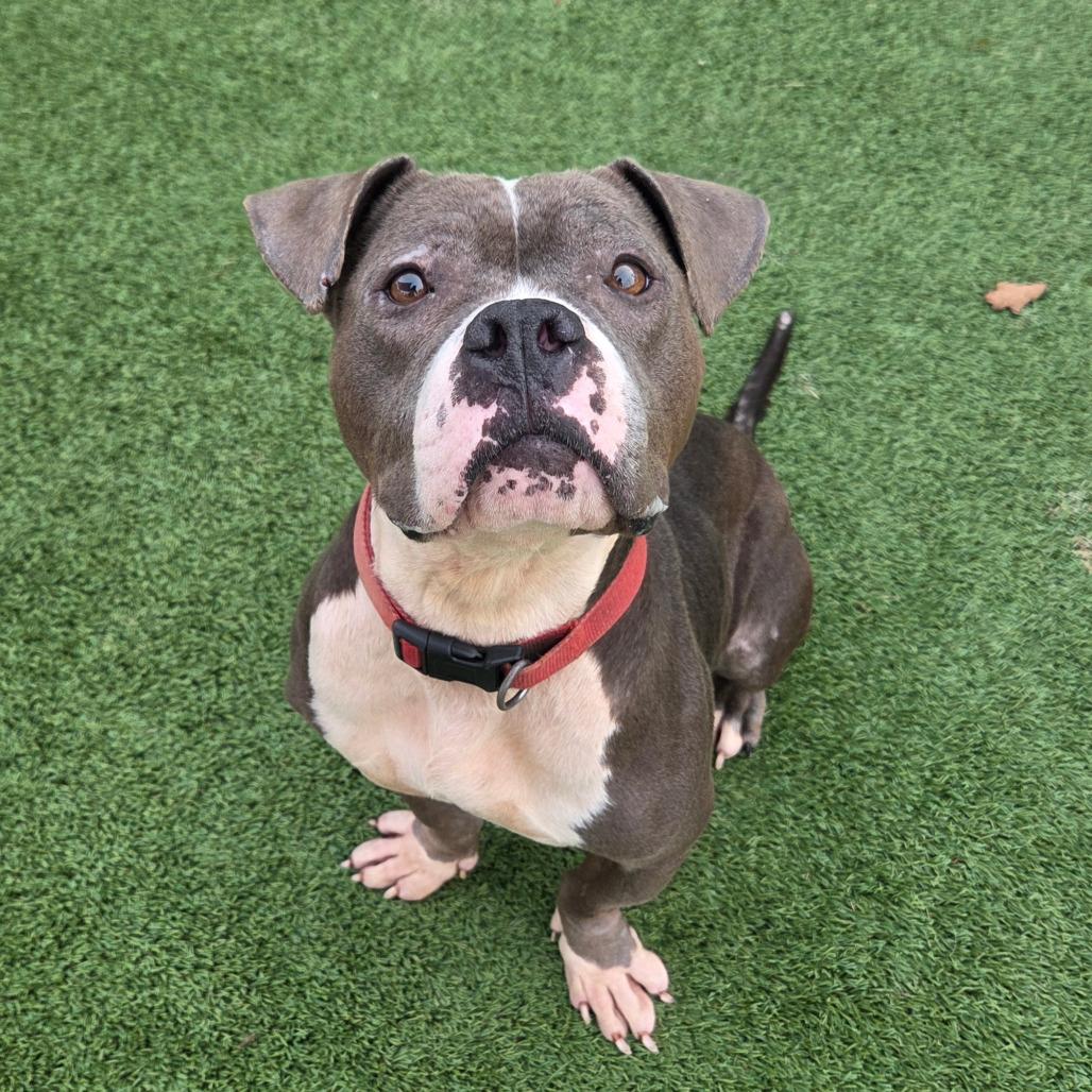 Dimples, a Adoptable American Staffordshire Terrier in Chattanooga, TN image 5/6