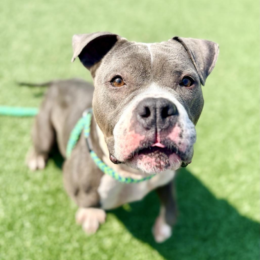 Dimples, a Adoptable American Staffordshire Terrier in Chattanooga, TN image 6/6