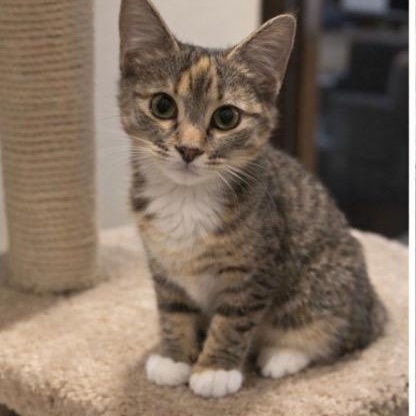 Harper, Adoptable, Kitten Female Torbie & Calico.