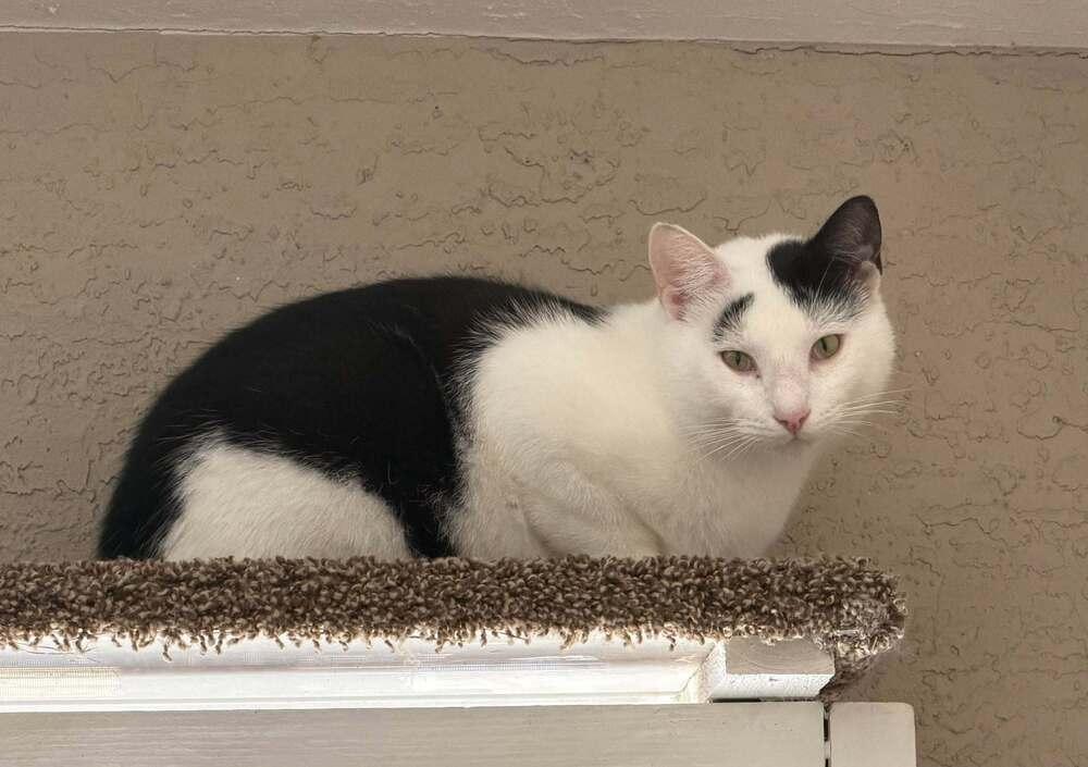 Orion, Adoptable, Young Male Domestic Short Hair.