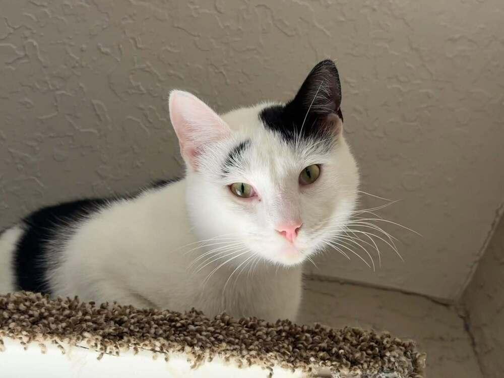 Enlarge Orion, a Adoptable Domestic Short Hair in DELTONA, FL image 2/6