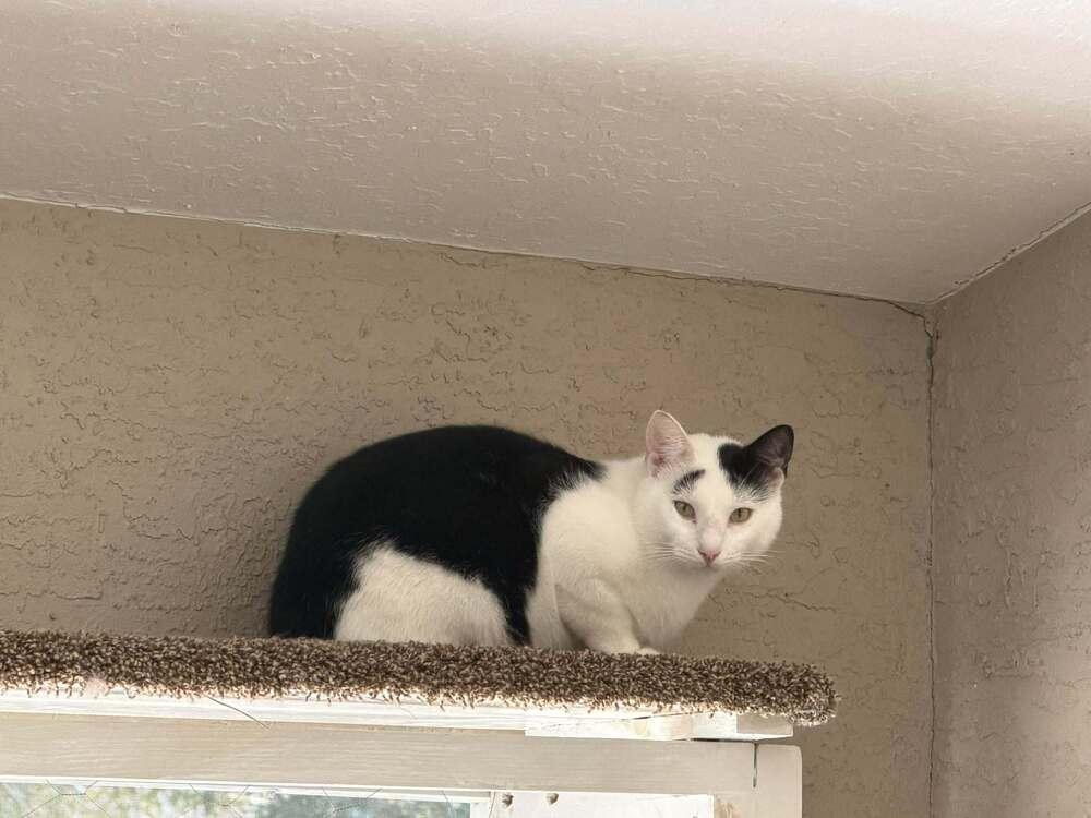 Enlarge Orion, a Adoptable Domestic Short Hair in DELTONA, FL image 3/6