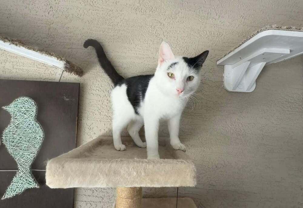 Enlarge Orion, a Adoptable Domestic Short Hair in DELTONA, FL image 4/6