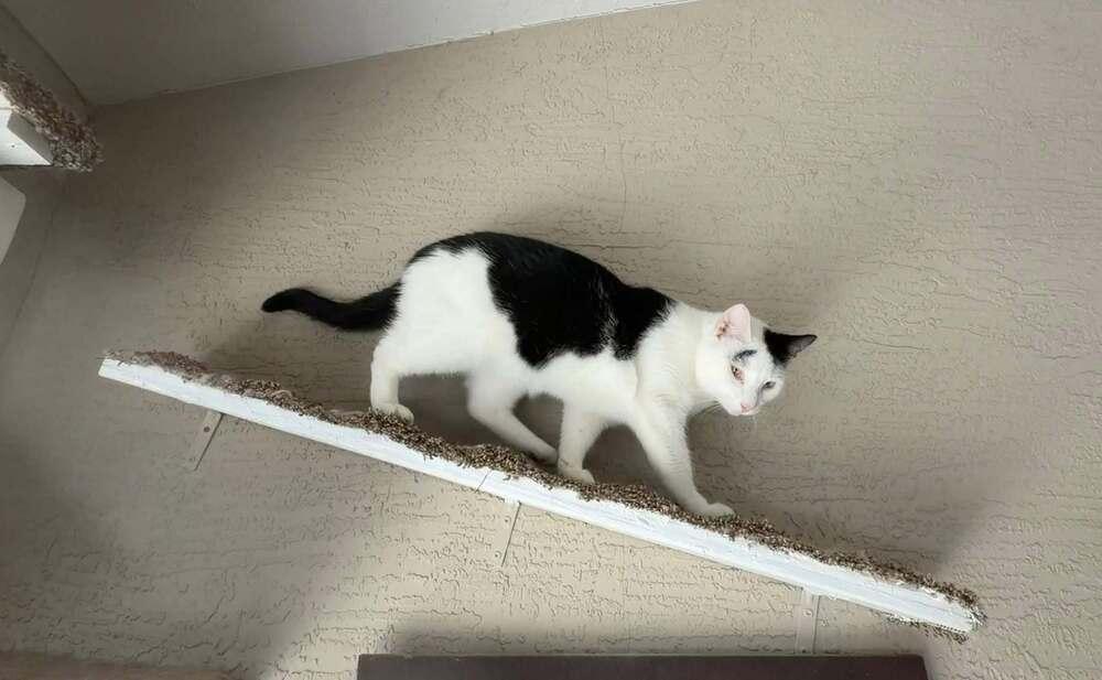 Enlarge Orion, a Adoptable Domestic Short Hair in DELTONA, FL image 5/6