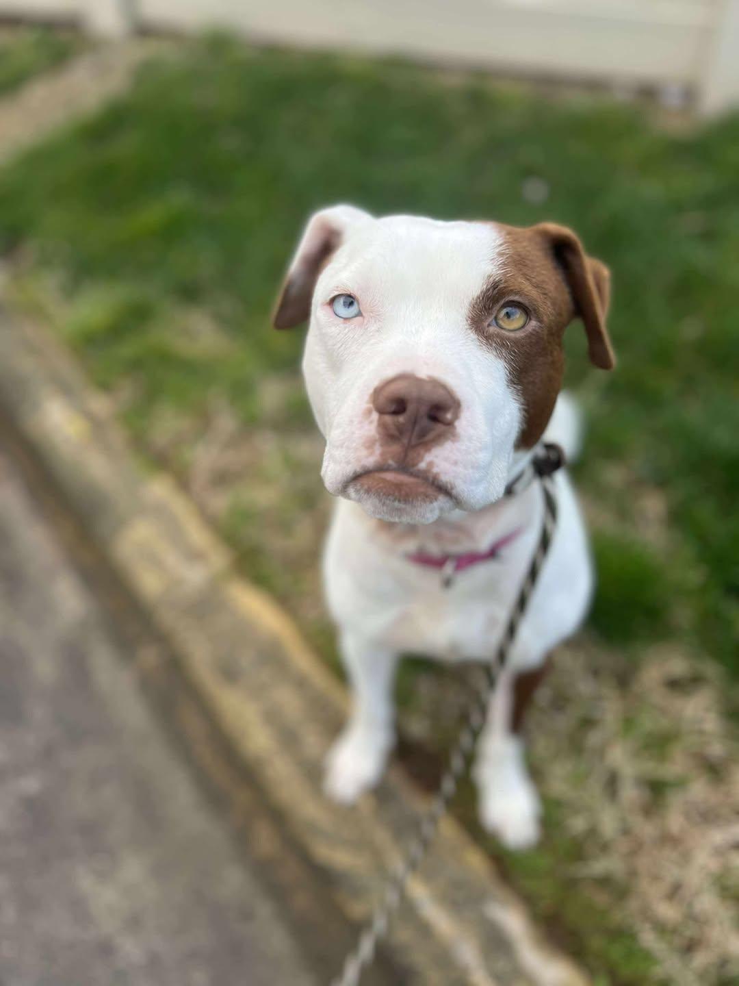 Penny, a Adoptable mixed breed in Bahama, NC image 4/4