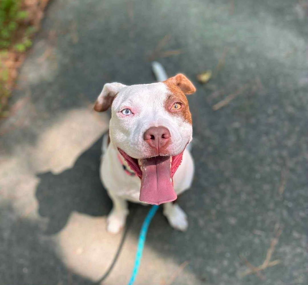 Penny, a Adoptable mixed breed in Bahama, NC image 2/4