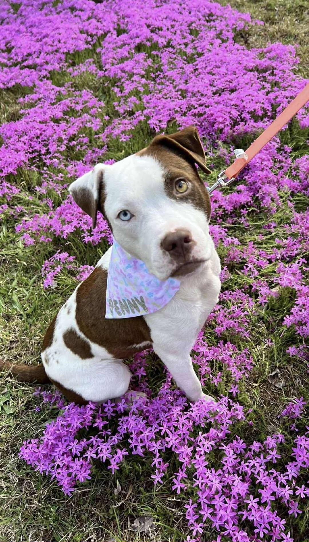 Penny, a Adoptable mixed breed in Bahama, NC image 3/4