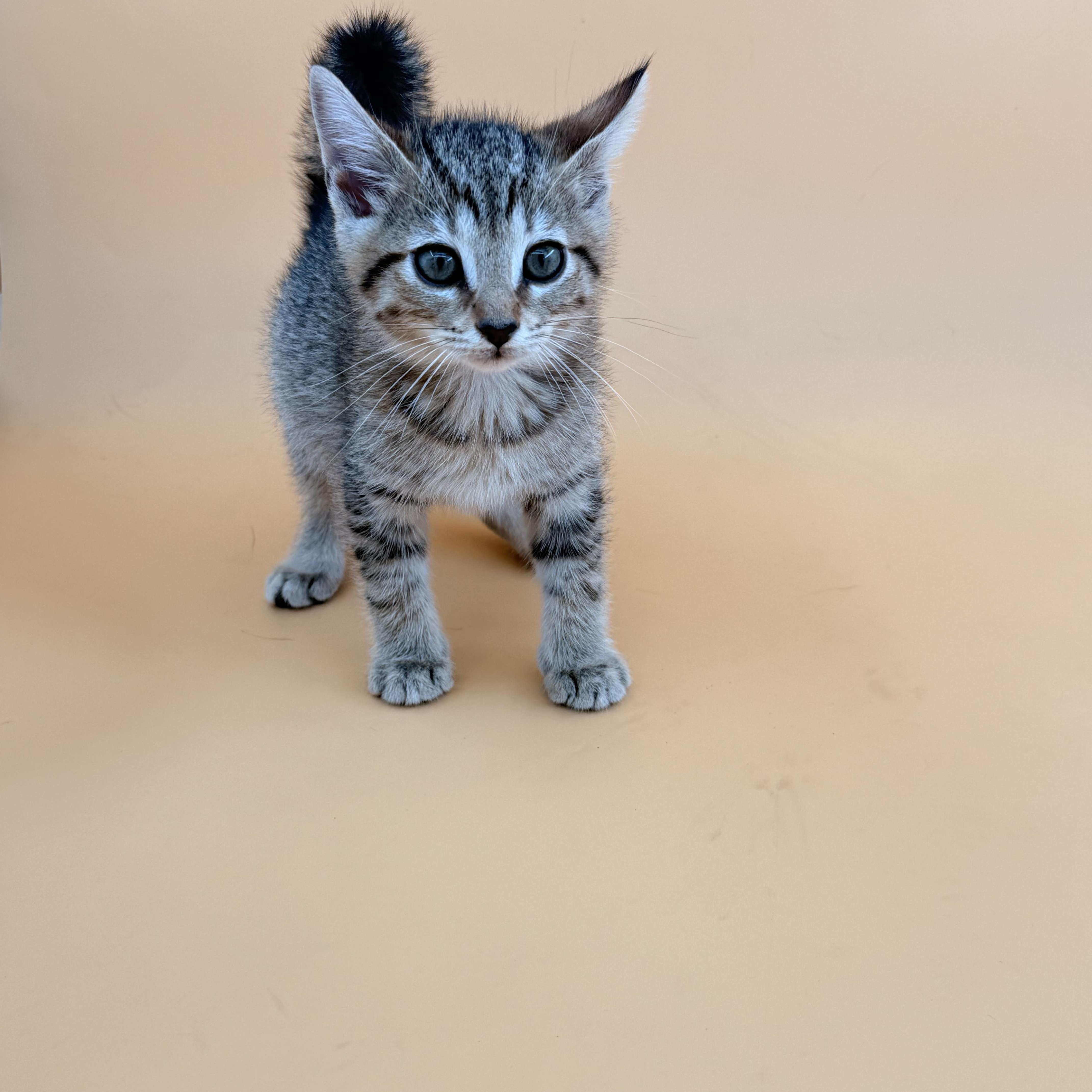 Honey, adopted, Kitten Female Domestic Short Hair.