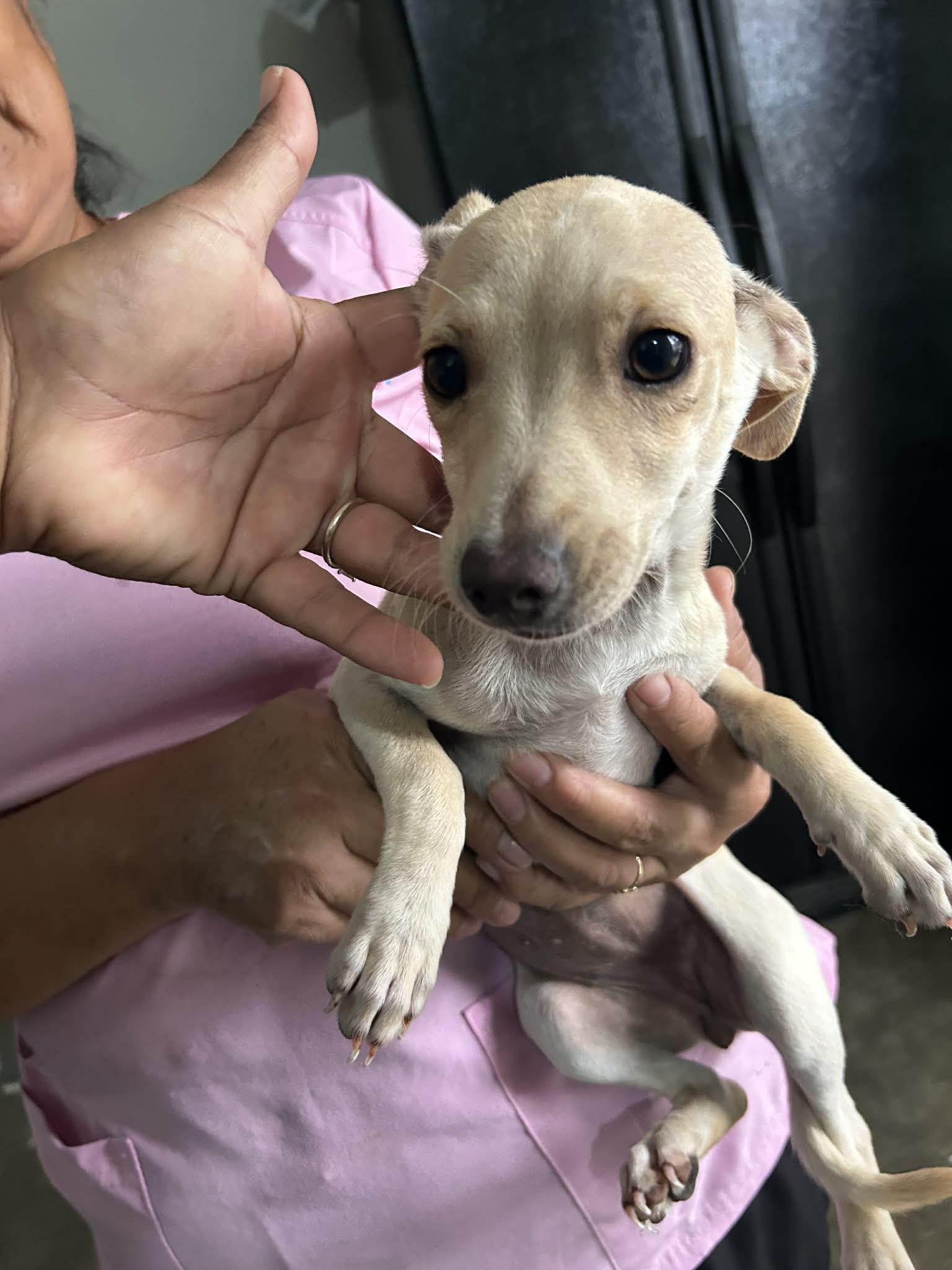 Enlarge Noodles, a ADOPTABLE mixed breed in Warrenton, VA image 1/2