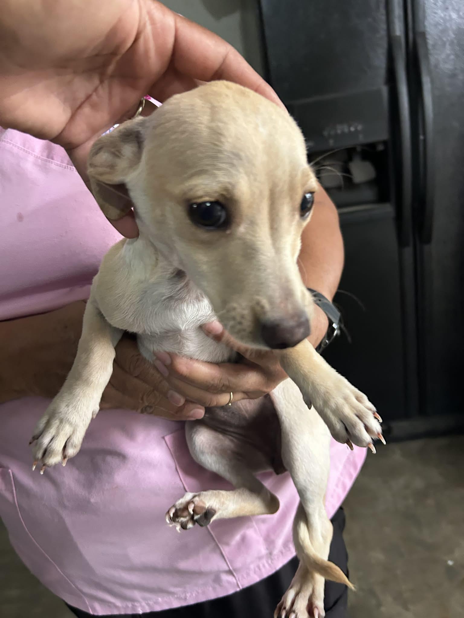 Enlarge Noodles, a ADOPTABLE mixed breed in Warrenton, VA image 2/2