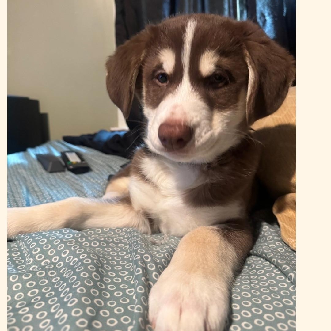 Enlarge COFFEE, a Adoptable mixed breed in Hamilton, NJ image 1/1