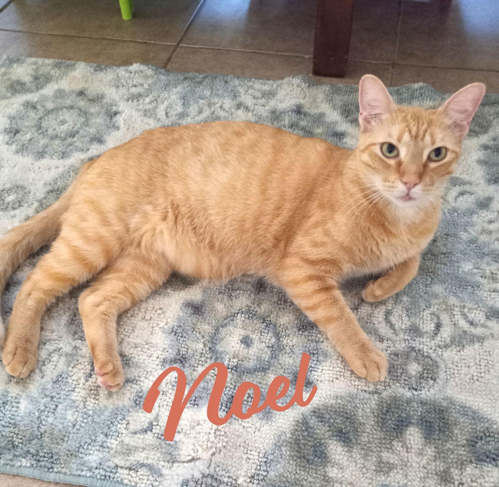 Noel #lap-kitty-bed-buddy, Adoptable, Adult Male Tabby & Domestic Short Hair.