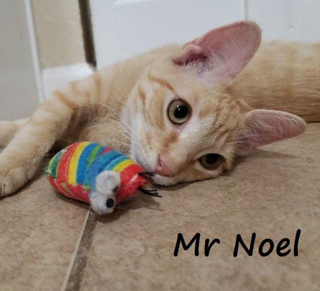 Enlarge Noel #lap-kitty-bed-buddy, a Adoptable mixed breed in Houston, TX image 2/4