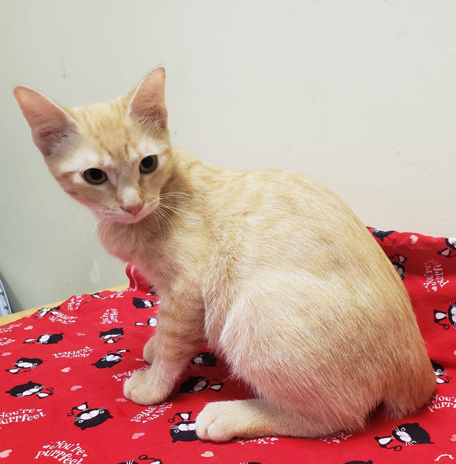 Enlarge Noel #lap-kitty-bed-buddy, a Adoptable mixed breed in Houston, TX image 3/4