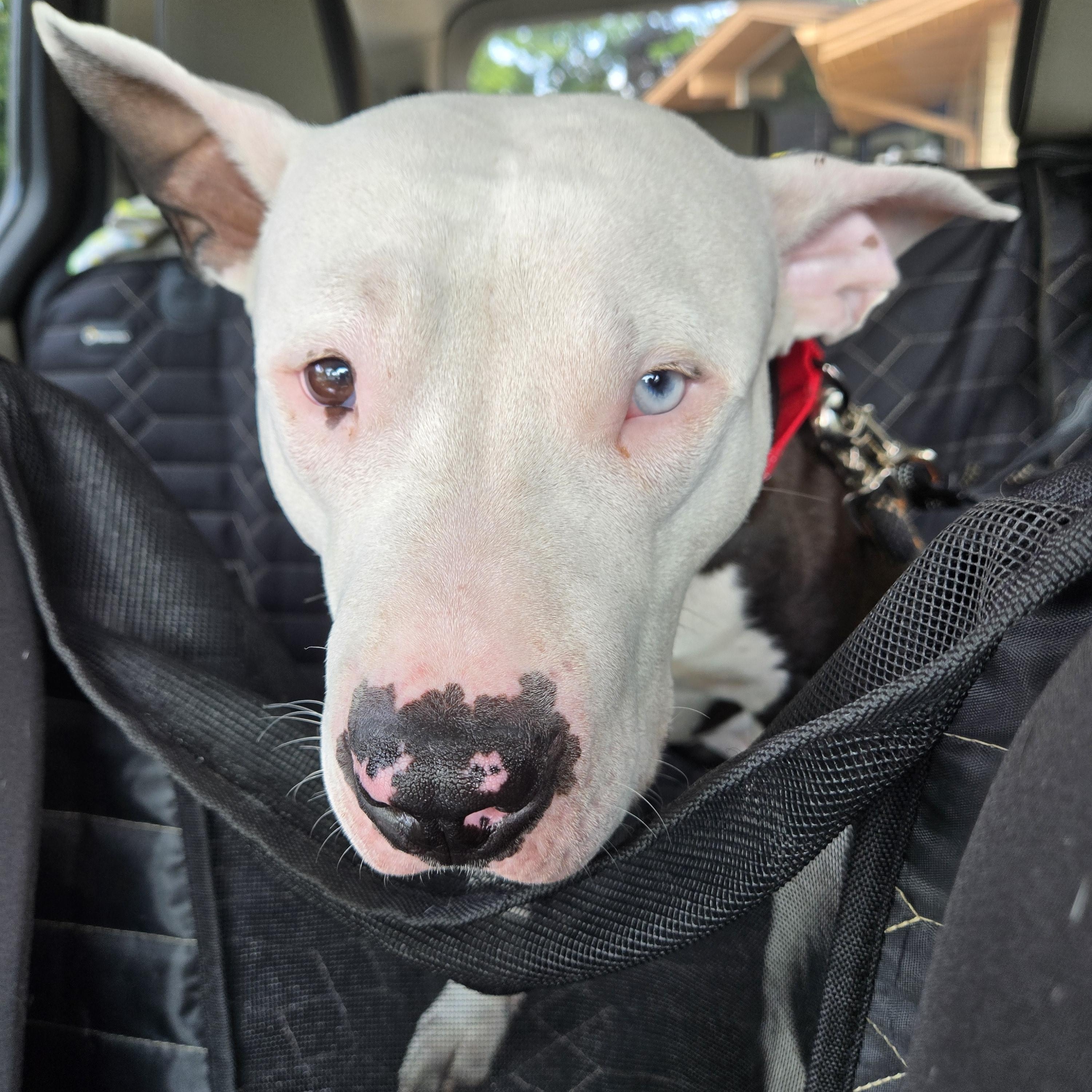 JoJo, Adoptable, Young Male Pit Bull Terrier & Bull Terrier.