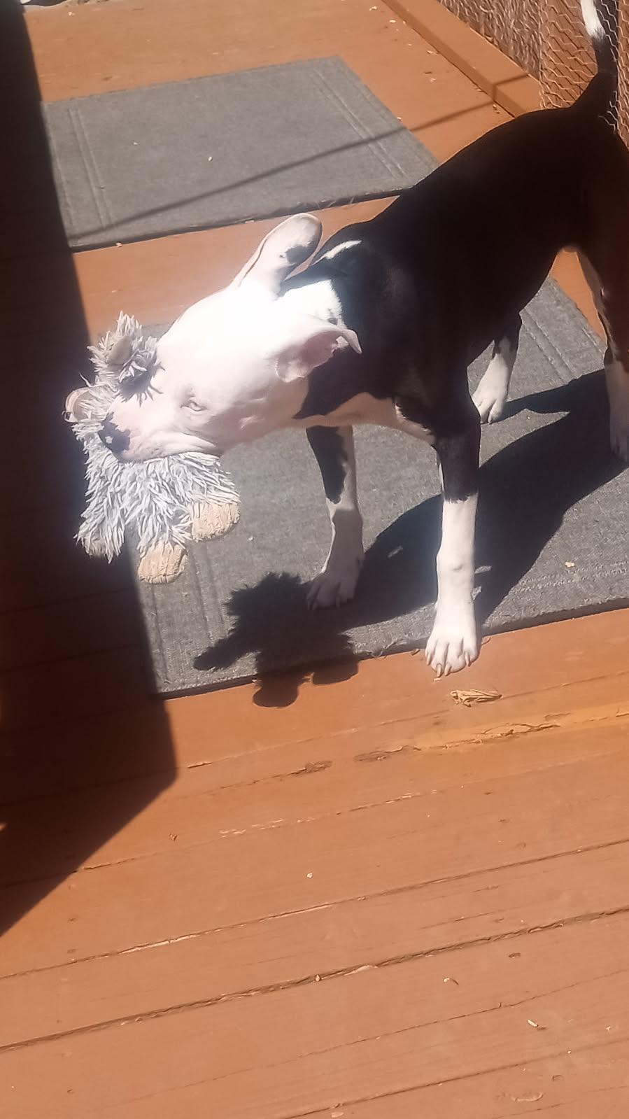 JoJo, a ADOPTABLE mixed breed in Garden City, MI image 5/5