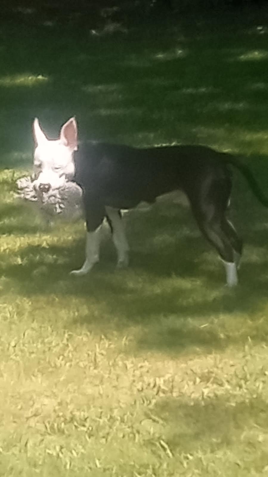 JoJo, a ADOPTABLE mixed breed in Garden City, MI image 2/5