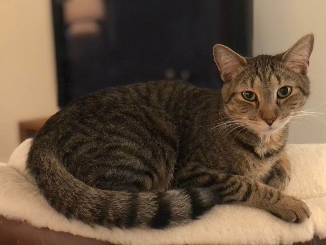 Bodie, Adoptable, Adult Male Domestic Short Hair.