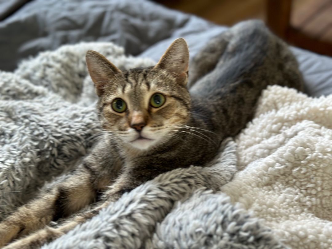 Enlarge Bodie, a Adoptable Domestic Short Hair in Apex, NC image 2/2