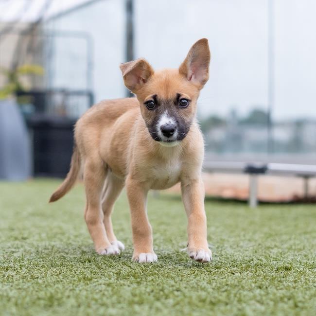 Enlarge Chicago Pup - Cubs, a Adoptable mixed breed in San Diego, CA image 1/3