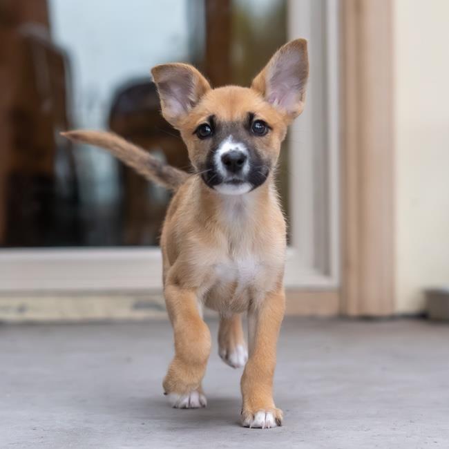 Enlarge Chicago Pup - Cubs, a Adoptable mixed breed in San Diego, CA image 2/3
