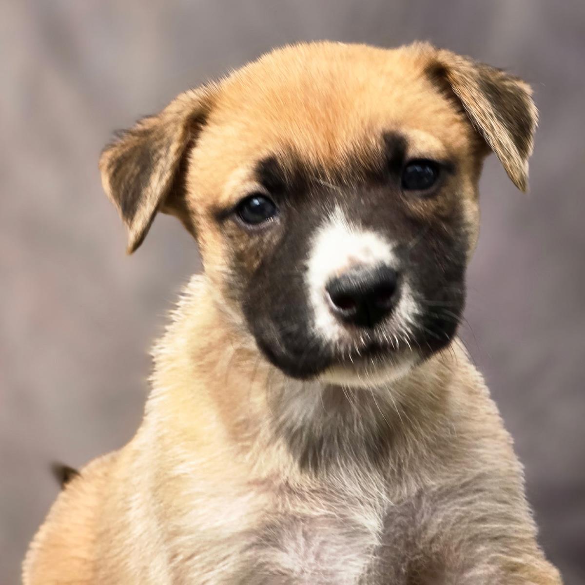 Enlarge Chicago Pup - Cubs, a Adoptable mixed breed in San Diego, CA image 3/3