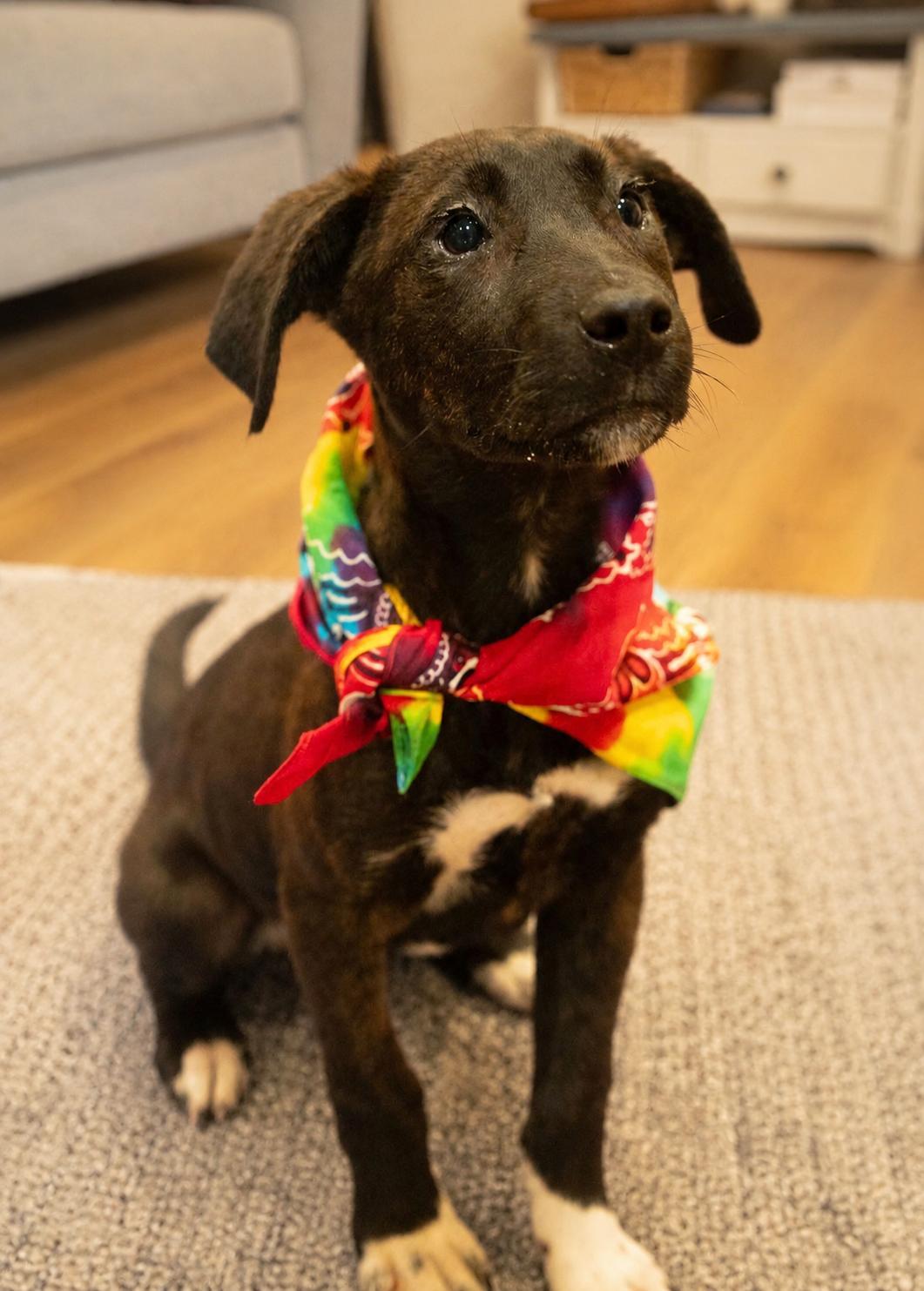 Benedict AKA Benny, Adoptable, Young Male Black Mouth Cur & Black Labrador Retriever.