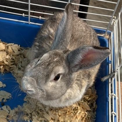 Peanut, adoptable, Adult Male Bunny Rabbit.