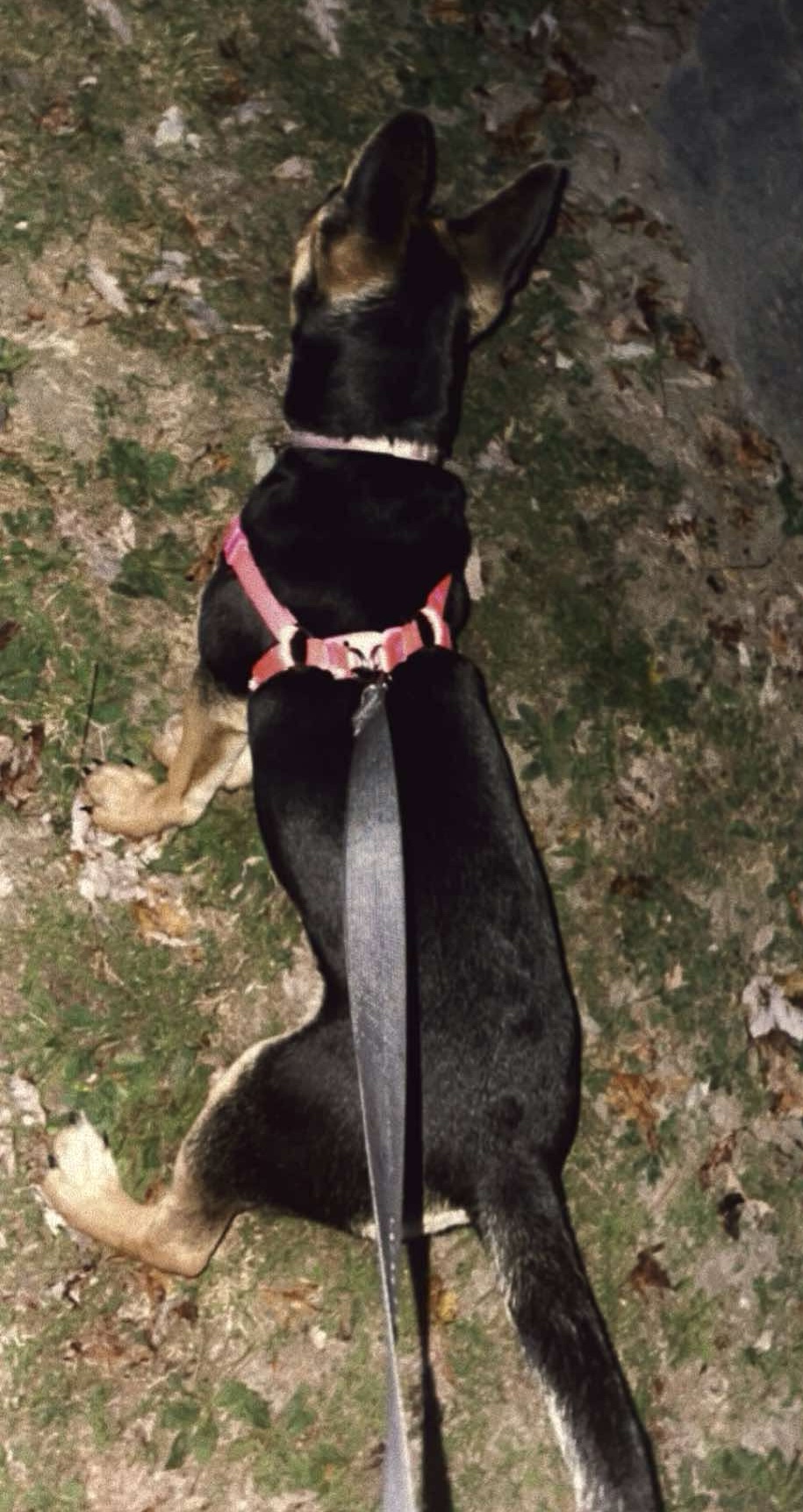 Enlarge Lavy, a Adopted mixed breed in St Henry, OH image 1/4