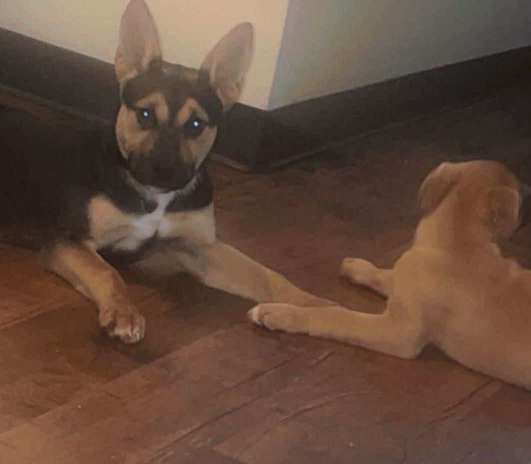 Enlarge Lavy, a Adopted mixed breed in St Henry, OH image 2/4