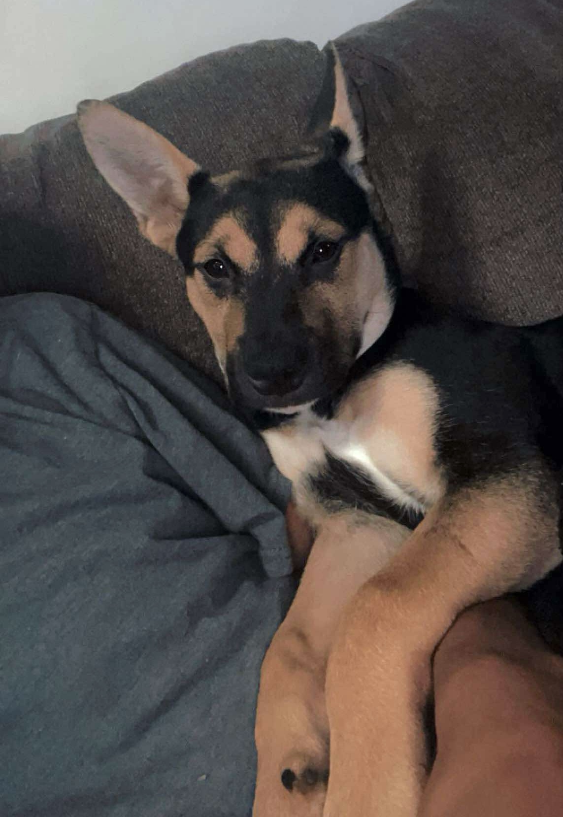 Enlarge Lavy, a Adopted mixed breed in St Henry, OH image 3/4