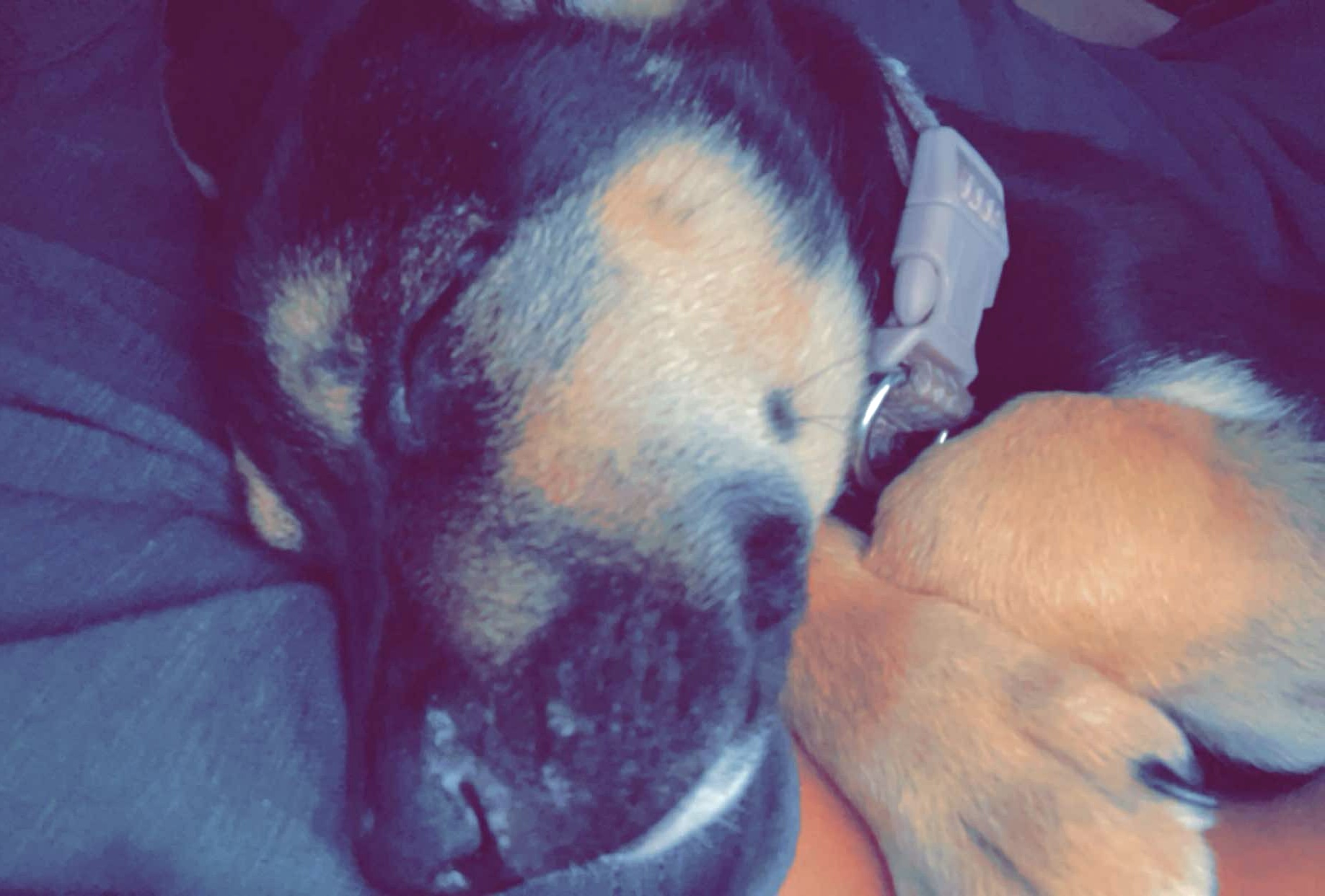 Enlarge Lavy, a Adopted mixed breed in St Henry, OH image 4/4