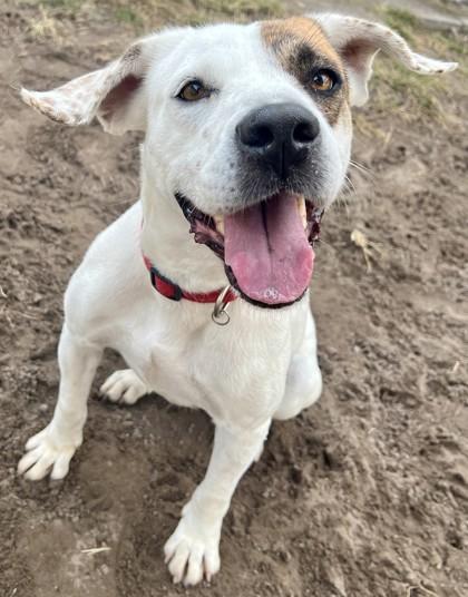 Enlarge Cider, a Adoptable mixed breed in Savannah, GA image 1/3