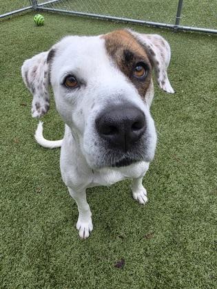 Enlarge Cider, a Adoptable mixed breed in Savannah, GA image 2/3