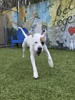 Enlarge Cider, a Adoptable mixed breed in Savannah, GA image 2/3