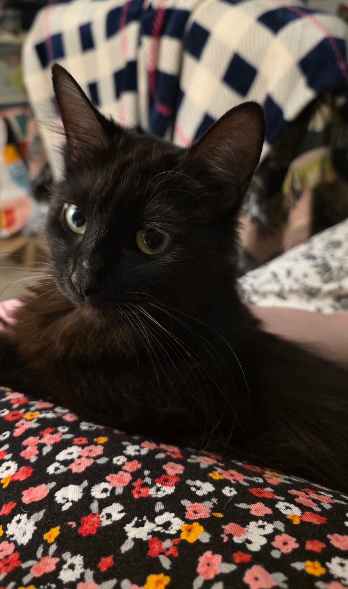Enlarge Lunar, a Adoptable Domestic Long Hair in Indianapolis, IN image 2/2