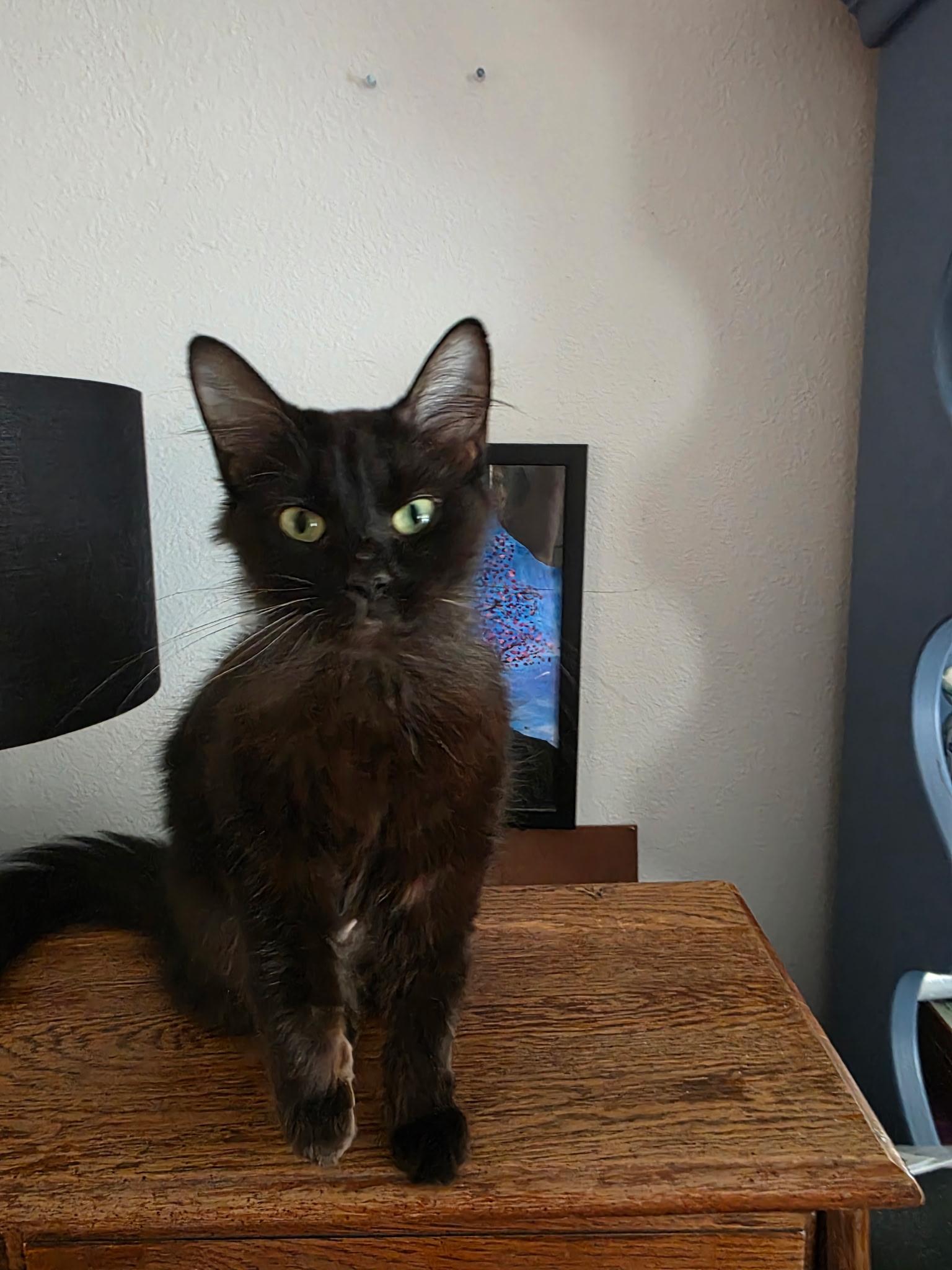 Lunar, Adoptable, Adult Female Domestic Long Hair.