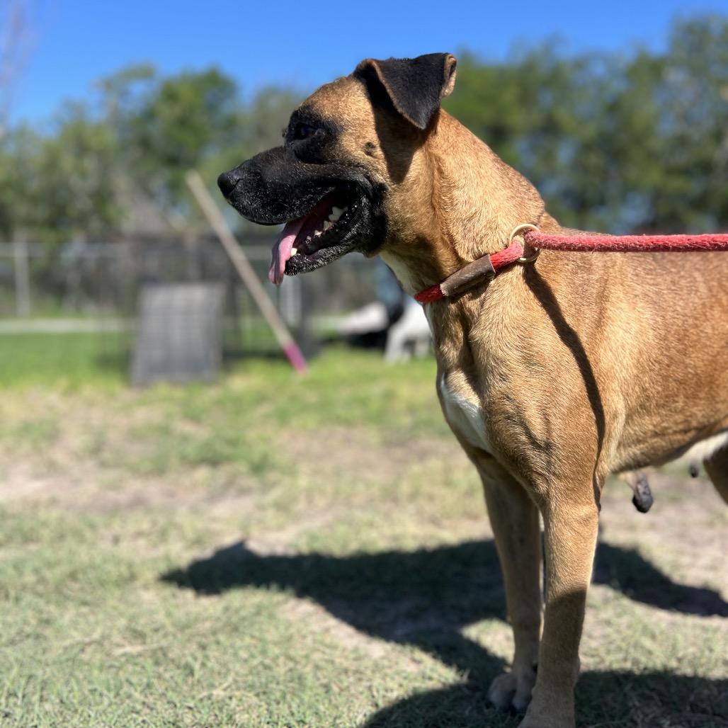 Mona Lisa, Adoptable, Adult Female Boxer & Mixed Breed.
