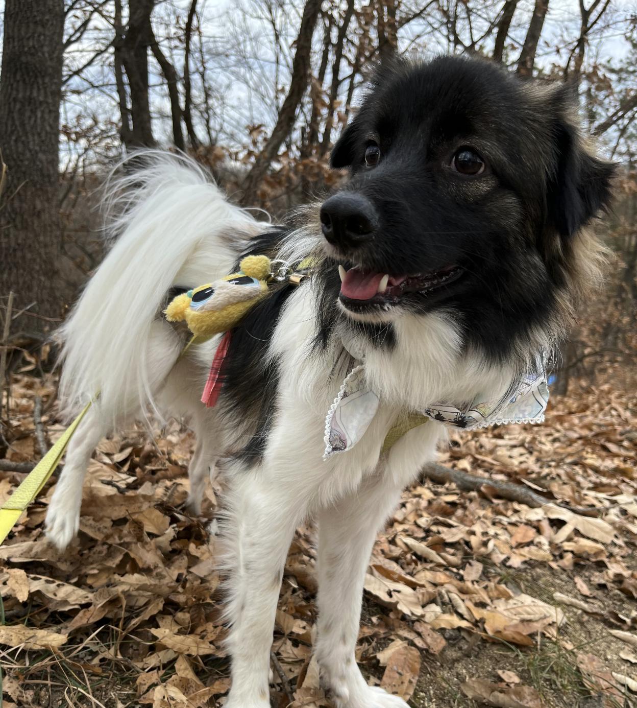 Enlarge Mon Cherie, a Adoptable mixed breed in Astoria, NY image 6/6