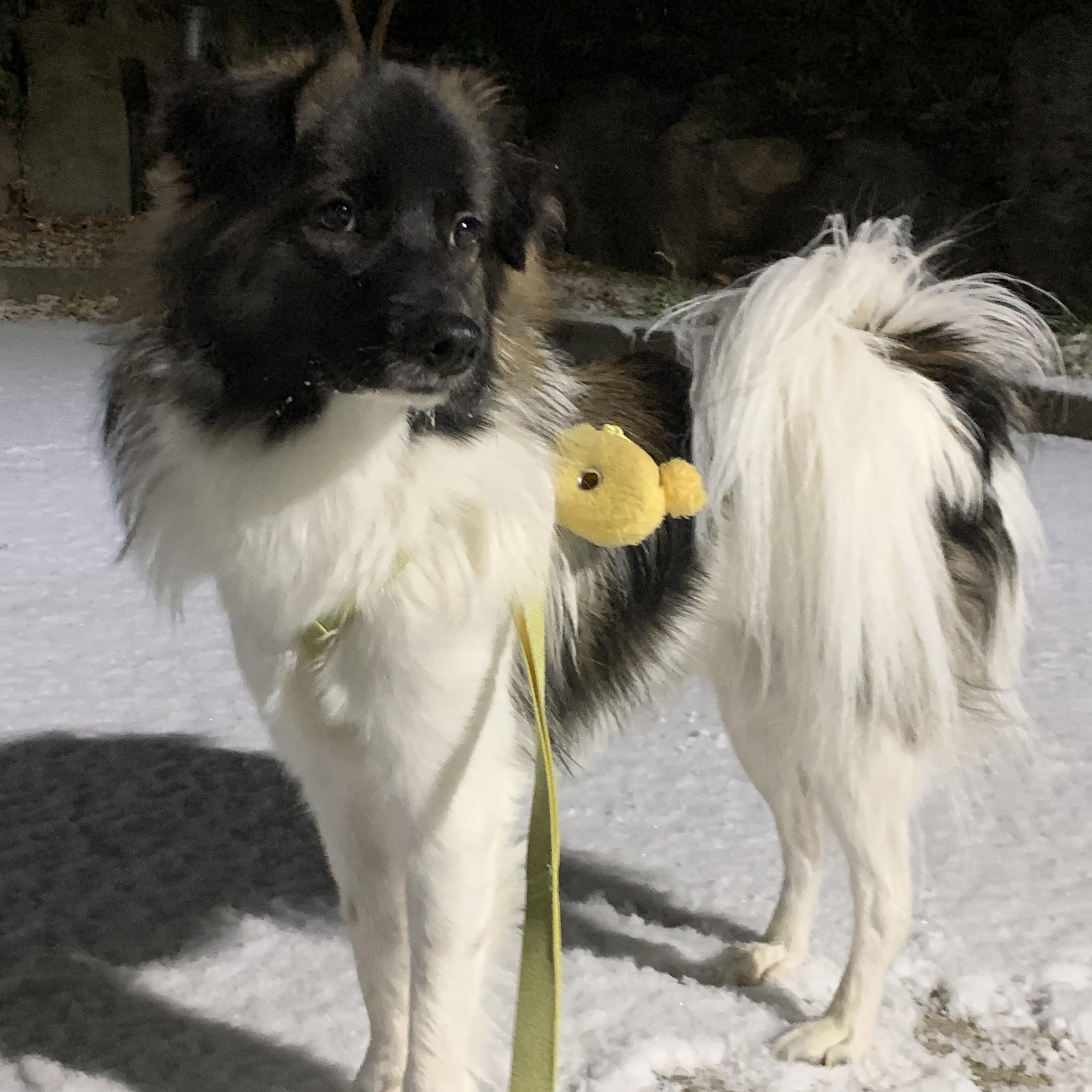 Enlarge Mon Cherie, a Adoptable mixed breed in Astoria, NY image 5/6
