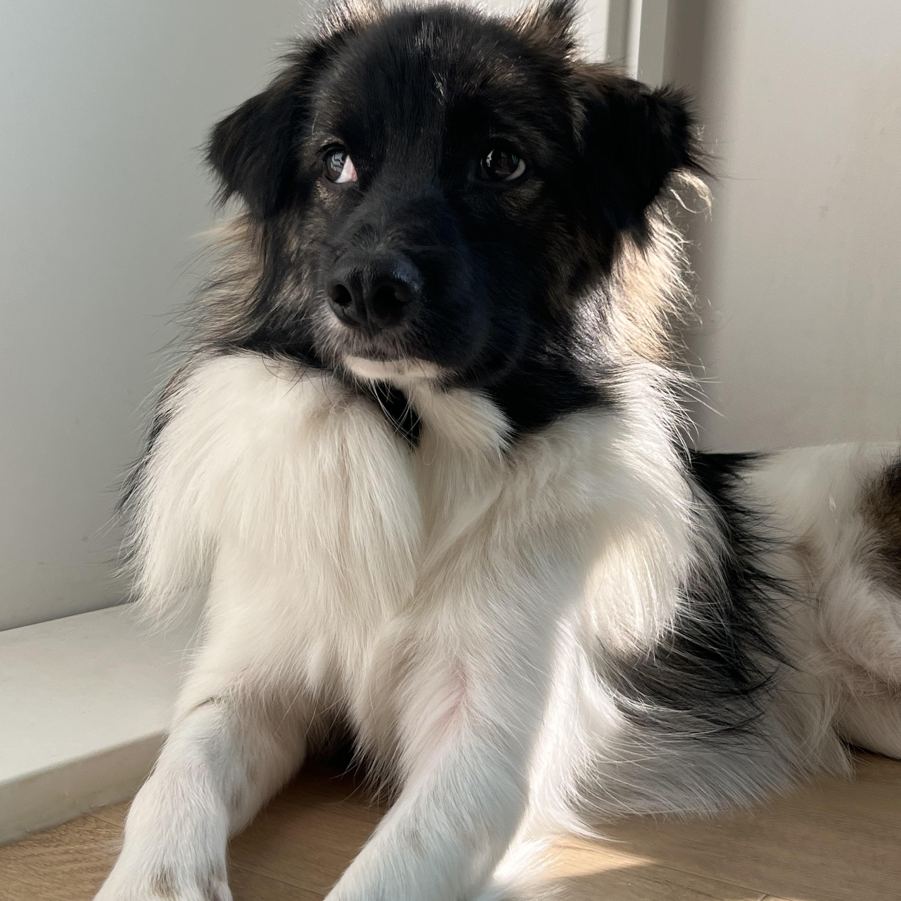 Mon Cherie, Adoptable, Young Male Australian Shepherd.