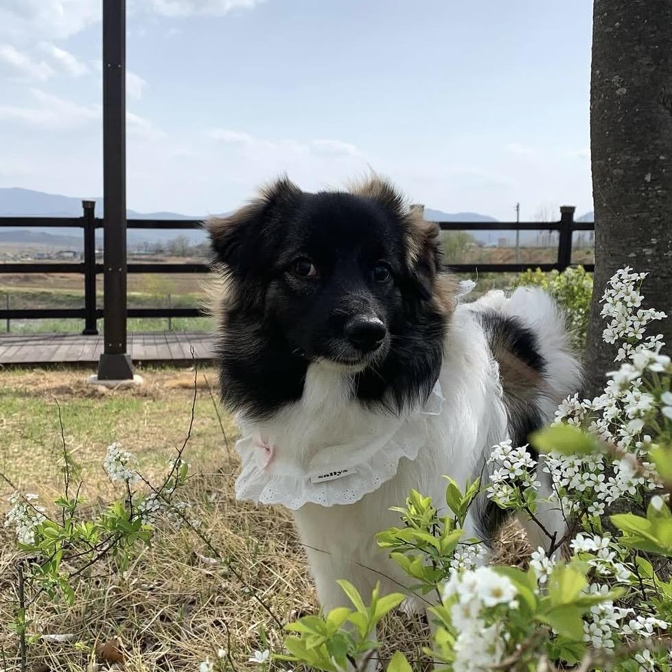 Enlarge Mon Cherie, a Adoptable mixed breed in Astoria, NY image 2/6