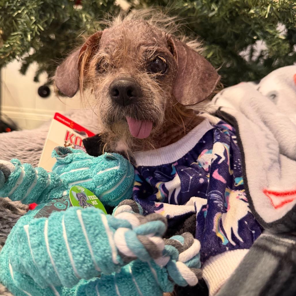 Enlarge Freddy, a Adoptable mixed breed in Pearland, TX image 3/6